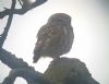 Little Owl at Southend Airport (Paul Baker) (39547 bytes) Little Owl at Southend Airport (Paul Baker) (39547 bytes)
