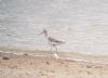 Marsh Sandpiper at Vange Marsh (RSPB) (Paul Baker) (55275 bytes) Marsh Sandpiper at Vange Marsh (RSPB) (Paul Baker) (55275 bytes)