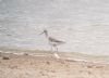 Marsh Sandpiper at Vange Marsh (RSPB) (Paul Baker) (55275 bytes)