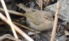 Siberian Chiffchaff at Vange Marsh (RSPB) (Alan Shearman) (55501 bytes)