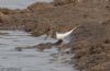 Common Sandpiper at Lower Raypits (Jeff Delve) (71272 bytes)