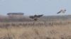 Pallid Harrier at Wallasea Island (RSPB) (Jeff Delve) (33128 bytes)