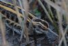 Jack Snipe at Vange Marsh (RSPB) (Tim Bourne) (67007 bytes)