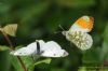 Orange-tip at Wat Tyler Country Park (Richard Howard) (80252 bytes)