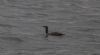 Red-throated Diver at Gunners Park (Vince Kinsler) (97864 bytes) Red-throated Diver at Gunners Park (Vince Kinsler) (97864 bytes)