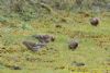 Lesser Redpoll at Canvey Wick (Richard Howard) (83895 bytes)