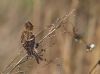 Lesser Redpoll at Canvey Wick (Tim Bourne) (46078 bytes)