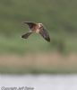 Red-footed Falcon at Vange Marsh (RSPB) (Jeff Delve) (33618 bytes) Red-footed Falcon at Vange Marsh (RSPB) (Jeff Delve) (33618 bytes)