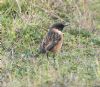 Stonechat at Gunners Park (Vince Kinsler) (148312 bytes)