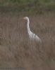 Great White Egret at Lower Raypits (Jeff Delve) (45710 bytes)