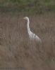 Great White Egret at Lower Raypits (Jeff Delve) (45710 bytes) Great White Egret at Lower Raypits (Jeff Delve) (45710 bytes)