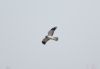 Hen Harrier at Wallasea Island (RSPB) (Paul Griggs) (10718 bytes)