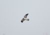 Hen Harrier at Wallasea Island (RSPB) (Paul Griggs) (10718 bytes) Hen Harrier at Wallasea Island (RSPB) (Paul Griggs) (10718 bytes)