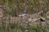 Little Ringed Plover at Wallasea Island (RSPB) (Jeff Delve) (95493 bytes) Little Ringed Plover at Wallasea Island (RSPB) (Jeff Delve) (95493 bytes)