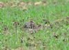 Grey Partridge at Bowers Marsh (RSPB) (Graham Oakes) (112823 bytes)