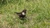 Ring Ouzel at Bowers Marsh (RSPB) (Steve Arlow) (137233 bytes) Ring Ouzel at Bowers Marsh (RSPB) (Steve Arlow) (137233 bytes)