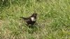 Ring Ouzel at Bowers Marsh (RSPB) (Steve Arlow) (137233 bytes)