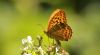 Silver-washed Fritillary at Hockley Woods (Steve Arlow) (38569 bytes)