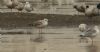 Caspian Gull at Bowers Marsh (RSPB) (Steve Arlow) (52280 bytes) Caspian Gull at Bowers Marsh (RSPB) (Steve Arlow) (52280 bytes)