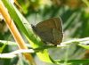 Purple Hairstreak at Belfairs N.R. (Vince Kinsler) (72115 bytes)