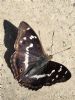 Purple Emperor at Belfairs N.R. (Neil Chambers) (132308 bytes)