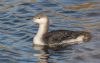 Black-throated Diver at Gunners Park (Jeff Delve) (66287 bytes)