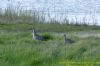 Whimbrel at West Canvey Marsh (RSPB) (Richard Howard) (115176 bytes)