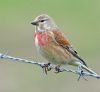 Linnet at West Canvey Marsh (RSPB) (Graham Oakes) (55264 bytes)