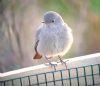 Black Redstart at Airport Business Park (Paul Baker) (61267 bytes)