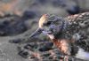 Turnstone at Canvey Point (Vince Kinsler) (65842 bytes)