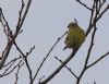 Serin at Gunners Park (Tim Bourne) (50209 bytes)