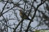 Fieldfare at Benfleet Downs (Richard Howard) (113647 bytes)