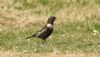 Ring Ouzel at Wakering Stairs (Steve Arlow) (183785 bytes) Ring Ouzel at Wakering Stairs (Steve Arlow) (183785 bytes)