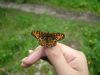 Heath Fritillary at Belfairs N.R. (Neil Chambers) (54299 bytes)