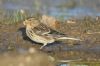 Twite at Wallasea Island (RSPB) (Richard Howard) (68898 bytes)