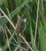 Marsh Warbler at Benfleet Downs (Steve Arlow) (62743 bytes)