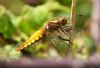 Broad-bodied Chaser at Bowers Marsh (RSPB) (Graham Oakes) (55438 bytes) Broad-bodied Chaser at Bowers Marsh (RSPB) (Graham Oakes) (55438 bytes)
