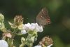 White-letter Hairstreak at Belton Hills (Matt Bruty) (47920 bytes) White-letter Hairstreak at Belton Hills (Matt Bruty) (47920 bytes)