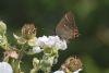 White-letter Hairstreak at Belton Hills (Matt Bruty) (47920 bytes)