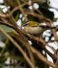 Firecrest at Hockley Woods (Jeff Delve) (74080 bytes) Firecrest at Hockley Woods (Jeff Delve) (74080 bytes)