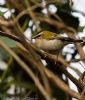 Firecrest at Hockley Woods (Jeff Delve) (74080 bytes)