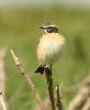 Whinchat at Bowers Marsh (RSPB) (Graham Oakes) (60501 bytes)