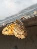 Wall Brown at Highlands Boulevard, Leigh (Paul Griggs) (59687 bytes) Wall Brown at Highlands Boulevard, Leigh (Paul Griggs) (59687 bytes)
