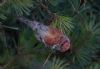 Parrot Crossbill at Gunners Park (Jeff Delve) (51723 bytes)