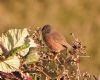 Dartford Warbler at Canvey Heights C.P. & Newlands (Vince Kinsler) (96841 bytes)