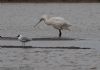 Spoonbill at Wallasea Island (RSPB) (Jeff Delve) (48926 bytes)