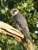 Hobby at Bowers Marsh (RSPB) (Graham Oakes) (107667 bytes)