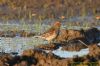 Twite at Wallasea Island (RSPB) (Richard Howard) (81027 bytes)