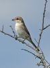 Red-backed Shrike at West Canvey Marsh (RSPB) (Graham Oakes) (41524 bytes)