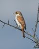 Red-backed Shrike at West Canvey Marsh (RSPB) (Graham Oakes) (46738 bytes)